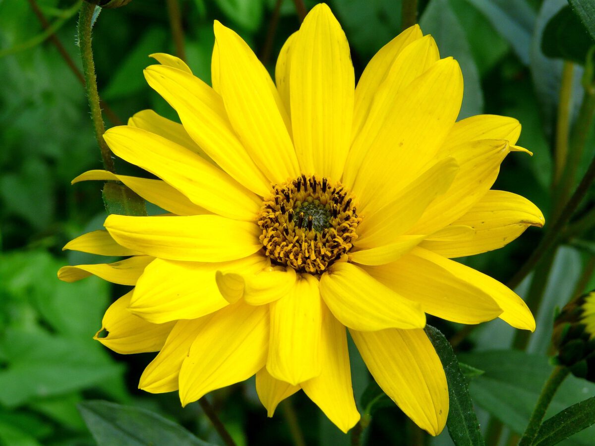 Unlocking the Power of Arnica: Exploring Its Uses and Benefits