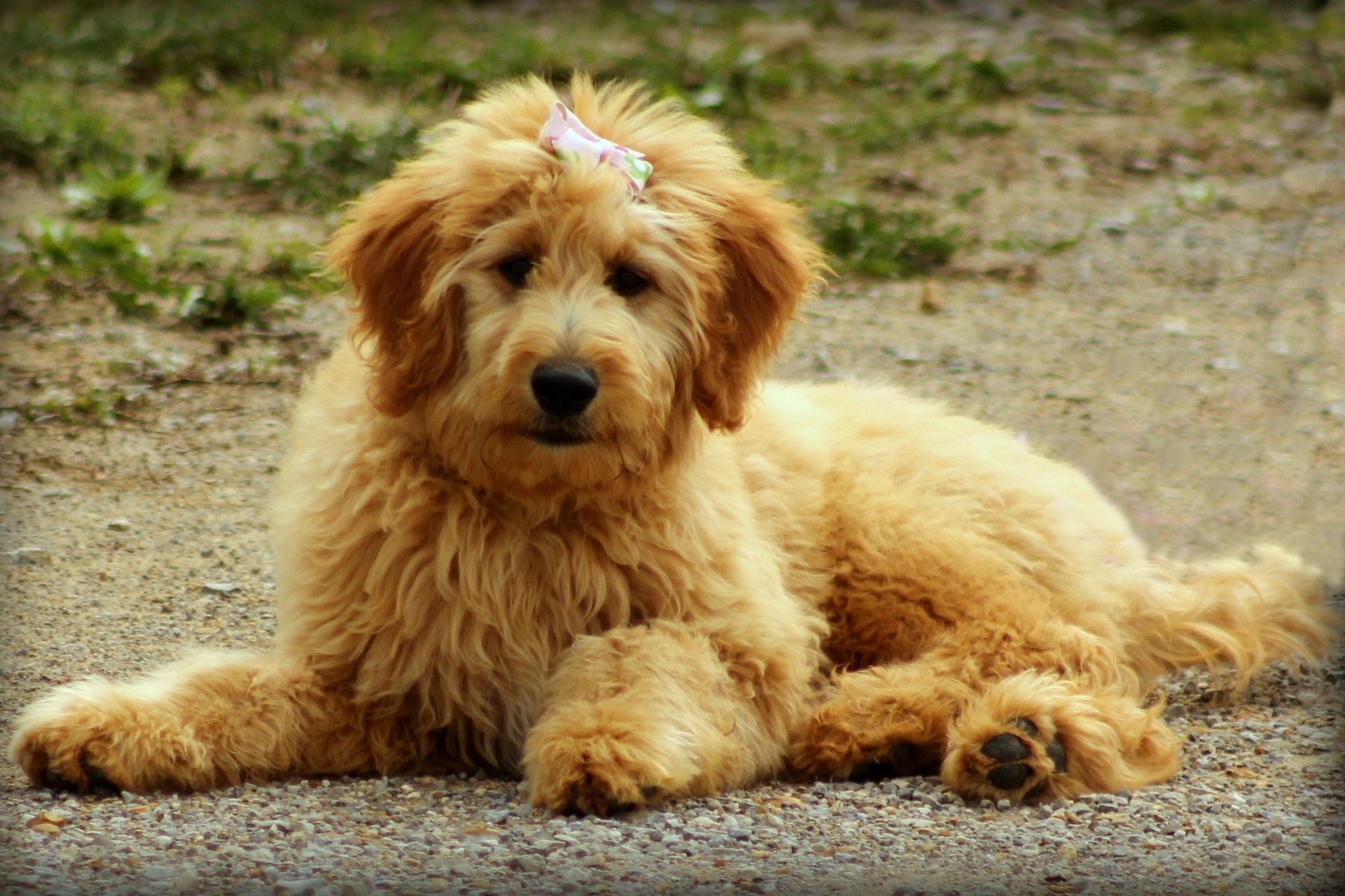 Navigating Goldendoodle Shedding: Understanding, Managing, and Embracing Your Furry Companion