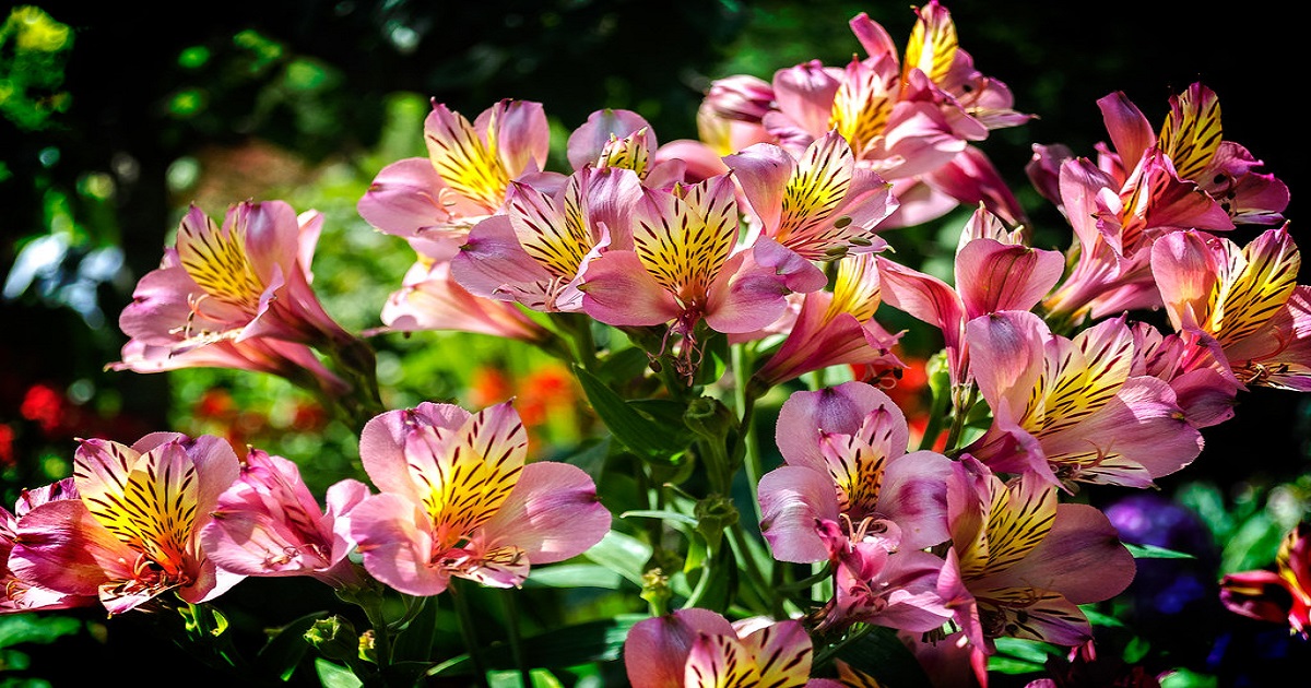 Alstroemeria: Unlocking the Beauty and Meaning of Alstroemeria Flowers