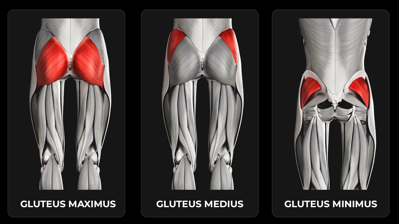 Glute Development: The Role of Nutrition