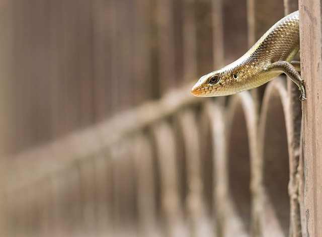 blue tailed skink