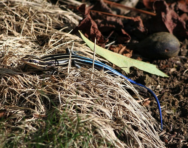 blue tailed skink